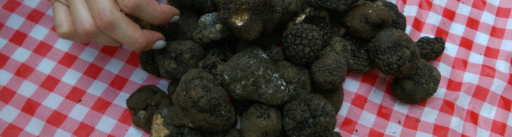 b2b-wholesale-truffles