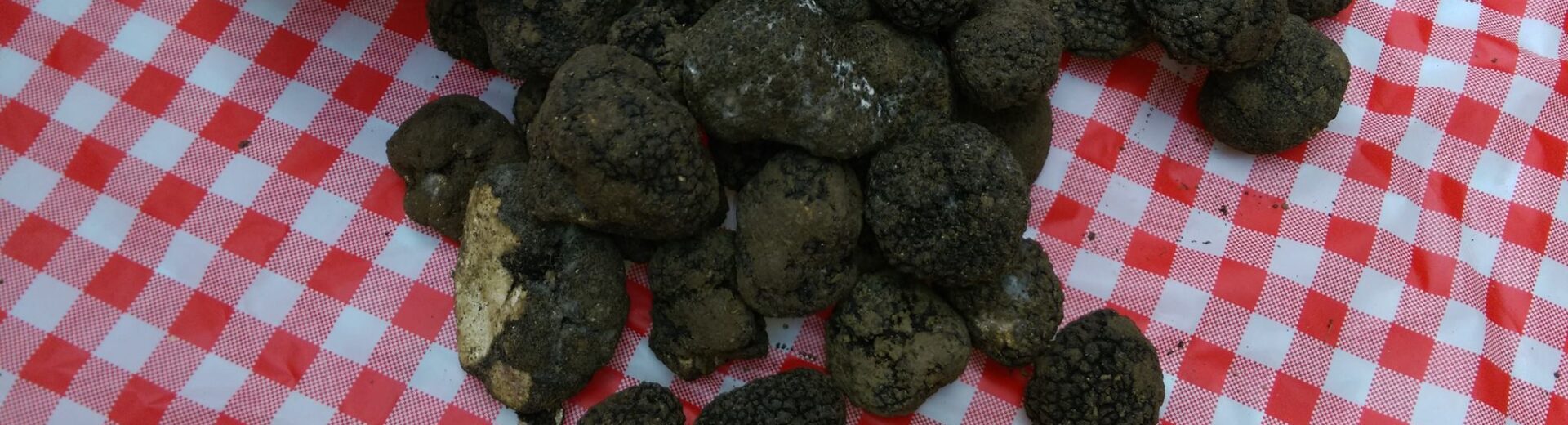 b2b-wholesale-truffles